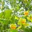Саджанець Agro-Market Тюльпанове дерево яскраво-жовте Ліріодендрон (Liriodendron tulipifera) (48200) - мініатюра 1