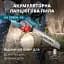 Пила акумуляторна ланцюгова Könner&Söhnen KS CS40V-16 set (KS CS40V-16 set) - мініатюра 15