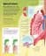Active Learning. Human Body - миниатюра 5