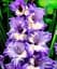 Луковица Agro-Market Гладиолус Blue Frost 3 шт. (23728) - миниатюра 1