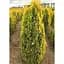 Саженец Agro-Market Туя западная Golden Smaragd (ком/сетка) высота 110-120 см 1 шт. в упаковке (176425) - миниатюра 1