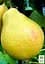 Груша Agro-Market "Бере Киевская" укорененная в контейнере (саженец 2 года) (153286) 1 саженец в упаковке - миниатюра 3