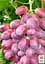 Саджанець Agro-Market Виноград Шахін Ірану (ранній термін дозрівання, грона добре зберігаються і транспортуються) 1 шт. в пакуванні (17707) - мініатюра 2