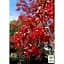 Саджанець Agro-Market Ліквідамбра смолоносна (Liquidambar styraciflua) контейнер P9 (50809) - мініатюра 2