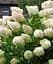 Гортензия Agro-Market Grandiflora древовидная 2-х летняя высота саженца 20-30 см 1 саженец в упаковке - миниатюра 1