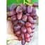 Саджанець Agro-Market Виноград Андрюша 1 шт. в упаковці (36264) - мініатюра 3