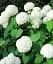 Гортензия Agro-Market Bright White крупнолистная белая 1 саженец в упаковке (44818) - миниатюра 3