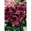 Саженец Agro-Market Пеларгония Королевская Novita Classic Red (176671) 1 шт. в упаковке - миниатюра 2