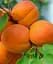 Саджанець Agro-Market Абрикос Ерлі Оранж (літній сорт, ранній термін дозрівання) 1 шт. в упаковці (21280) - мініатюра 1
