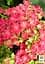 Саженец Agro-Market Гортензия крупнолистая кудрявая Curly Sparkle Hot Pink (64431) - миниатюра 3