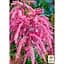 Саджанець Agro-Market Тамарікс гіллястий Pink Cascade (52517) 1 шт. в упаковці - мініатюра 2