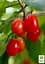 Саженец Agro-Market Кизил темно-красный Пламя страсти (Flame of passion) премиальный морозостойкий сорт) 1 шт. в упаковке (45987) - миниатюра 2