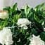 Саженец Agro-Market Гардения жасминовидная Fortune (Gardenia jasminoides) (52633) - миниатюра 1