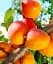 Саженец Agro-Market Абрикос Харогем (летний сорт, поздний срок созревания) 1 шт. в упаковке (52234) - миниатюра 1