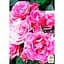 Саджанець Agro-Market Троянда дрібноквіткова (спрей) Flash Pink (клас АА +) вищий сорт New (45919) 1 шт. - мініатюра 2