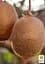 Саджанець Agro-Market Ківі Грінсил (транспортабельний, високоврожайний сорт) 1 шт. в упаковці (120495) - мініатюра 2