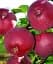Саджанець Agro-Market Яблуня Вільямс прайд (літній сорт, ранній термін дозрівання) 1 шт. в упаковці (35428) - мініатюра 1