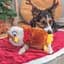 Игрушка для собак Trixie Рождественская сова со звуком плюш 33 см (92629_Christmas) - миниатюра 4