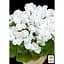 Саджанець Agro-Market Пеларгонія Королівська Aristo Snow (контейнер № 10 висота 10-20 см) (49113) 1 шт. в упаковці - мініатюра 2