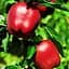 Саженец Agro-Market Яблоня Рихард (зимний сорт, поздний срок созревания) (20893) 1 шт. в упаковке - миниатюра 1