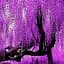 Глициния Agro-Market Purple sunset обильно цветущий сорт фиолетовая 1 саженец в упаковке (45975) - миниатюра 1