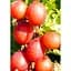 Саджанець Agro-Market Агрус Машека (середній термін дозрівання, висока стійкість до шкідників і хвороб) 1 шт. в упаковці (23380) - мініатюра 1