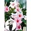Саженец Agro-Market Диплодения (Mandevilla) Soft Cream Pink (цветущая лиана) (184315) 1 шт. - миниатюра 2