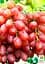 Саженец Agro-Market Виноград Находка (кишмиш, ранний срок созревания, высокая урожайность свыше 6 кг с куста) 1 шт. в упаковке (19803) - миниатюра 2