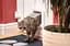 Відкидна стулка для кішок SureFlap з мікрочіпом Sure Petcare, біла, сканує посвідчення особистості тварини при вході Б/в - мініатюра 3