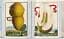 J. C. Volkamer. Book of Citrus Fruits. 45th Edition - миниатюра 13