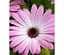 Саженец Agro-Market Остеоспермум Flower Power Pink with Eye (183576) 1 шт. в упаковке - миниатюра 1