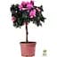 Саженец Agro-Market Рододендрон на штамбе цветущий 3-х летний Pink Lace (40-60 см) (53383) из Нидерландов 1 шт. в упаковке - миниатюра 3
