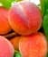 Саджанець Agro-Market Персик Мелітопольський Ясний (великоплідний сорт, ранній термін дозрівання) 1 шт. в упаковці (178435) - мініатюра 1