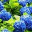 Саджанець Agro-Market Гортензія крупнолиста Forever and ever Blue (64428) - мініатюра 1