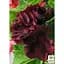 Саженец Agro-Market Пеларгония Королевская Aristo Black Velvet (контейнер №10 высота 10-20 см) (49109) 1 шт. в упаковке - миниатюра 3