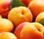Саджанець Agro-Market Agrobox з саджанцем абрикоса одного з найбільш морозостійких сортів 1 шт. в упаковці (48047) - мініатюра 1