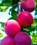 Саджанець Agro-Market Алича темно-бордова Генерал (General) (преміальний зимостійкий сорт, середньопізній терміну дозрівання) 1 шт. в упаковці (51146) - мініатюра 1