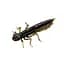 Силикон FishUP Dragonfly 0.75" #043 Watermelon Brown/Black (12 шт/уп) - миниатюра 1