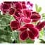 Саженец Agro-Market Пеларгония Королевская Aristo Red Beauty (контейнер №10 высота 10-20 см) (49114) 1 шт. в упаковке - миниатюра 4