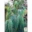 Саджанець Agro-Market Кипарис Кашмірський (Cupressus Cashmeriana) контейнер Р9 (49257) - мініатюра 4