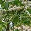 Саджанець Agro-Market Проліскове дерево Styrax japonicus (красиве, компактне, з ароматом пролісків) (181403) - мініатюра 1