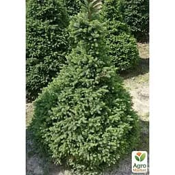 Саджанець Agro-Market Ялина звичайна Will's Zwerg C2, висота 15-20 см (176880) - мініатюра 2