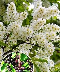 Черемха блискучо-чорна Аромат щастя (The fragrance of happiness) (преміальний високоврожайний сорт, на джем) Agro-Market 1 саджанець в упаковці (48177) - мініатюра 2