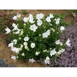 Цибулина Agro-Market Широкодзвоник (platycodon) Grandiflorus Albus (23578) 1 шт. - мініатюра 3