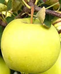 Саджанець Agro-Market Яблуня Мутсу (зимовий сорт, пізній термін дозрівання) 1 шт. в упаковці (25747)