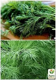 Насіння Agro-Market Кріп геркулес на вагу ціна за 20 г (22056) - мініатюра 3