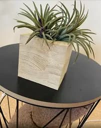 Саджанець Agro-Market Тілландсія Іонанта (Tillandsia Ionantha) атмосферна 1 шт. в упаковці (52061) - мініатюра 5