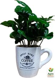 Саджанець Agro-Market Кава Arabica coffee у керамічній чашці 1 шт. в упаковці (183132) - мініатюра 2