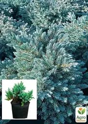 Саджанець Agro-Market Ялівець лусчастий 4-річний Blue Star С3 Ø 20-25 см 1 шт. в упаковці (116272) - мініатюра 2