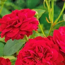 Троянда англійська Agro-Market Дарсі Бассел саджанець класу АА+ вищий сорт 1 шт. в упаковці (178136)